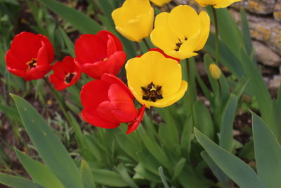 Close-up of red flower