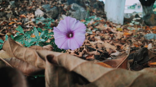 Close-up of purple flowering plant leaves on field