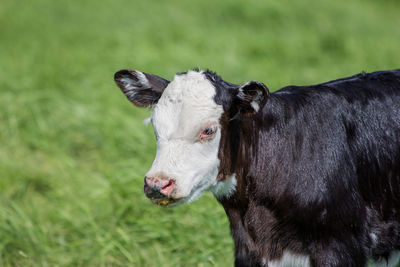 Close-up of cow standing on field