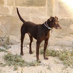 Side view of dog standing on field