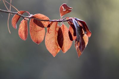 Close-up of plant against blurred background