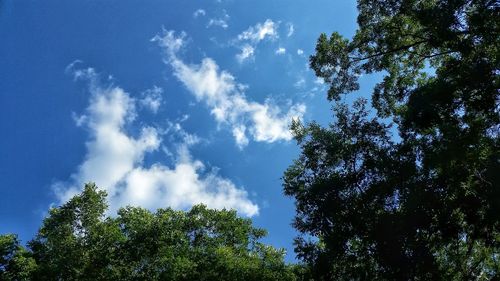 Low angle view of trees against blue sky