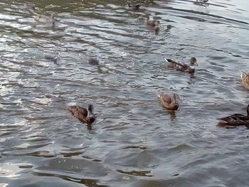 High angle view of ducks swimming in lake