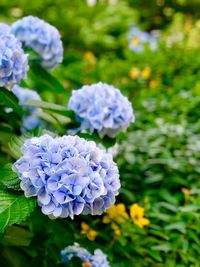 Close-up of purple flowering plant in park