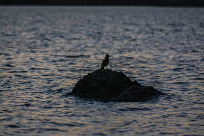 Bird perching on rock