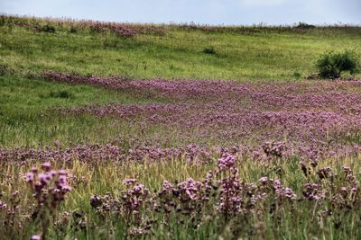 View of flowers growing in field