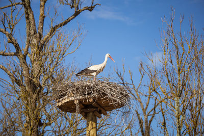 Low angle view of bird perching on tree