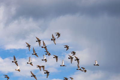 Low angle view of birds flying in sky