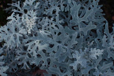 Close-up of leaf