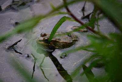 Close-up of frog in water