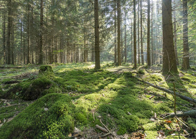 Trees in forest