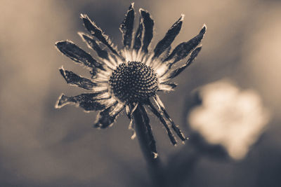 Close-up of wilted flower