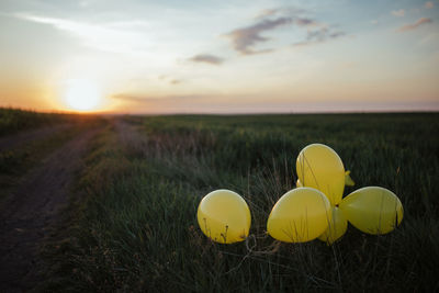 Yellow flowers on field during sunset