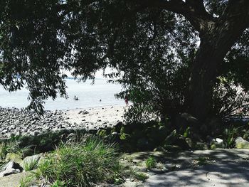 Trees growing in water