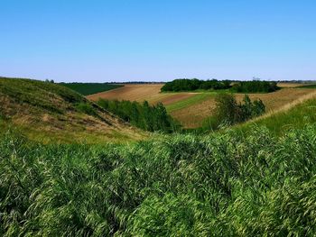 Scenic view of field against clear sky