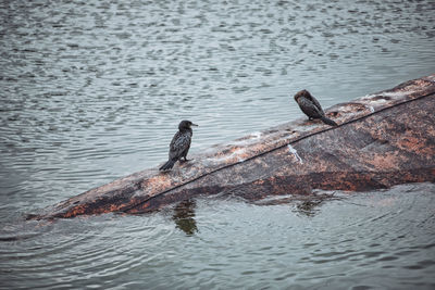 High angle view of bird swimming in lake