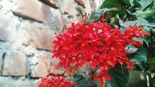 Close-up of red flowers
