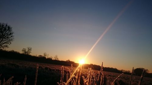 Sun shining through trees on field