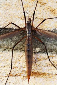 Close-up of insect on wall
