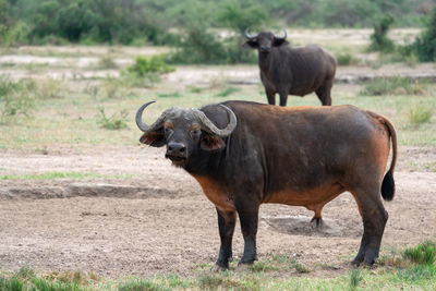 African buffalo, syncerus caffer, murchison falls national park, uganda