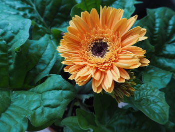 Close-up of yellow flower