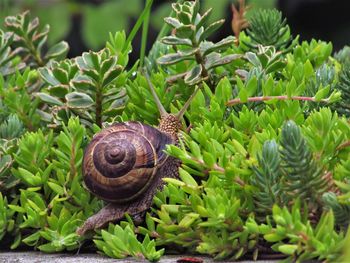 Close-up of snail on plant