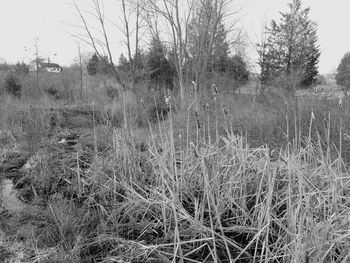 Bare trees on grassy field