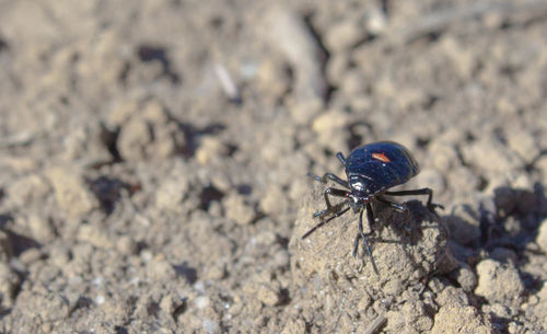 Close-up of insect on rock