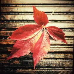 Close-up of red maple leaves