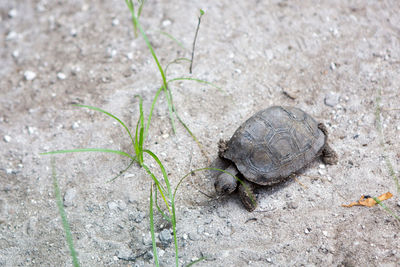 Close-up of lizard on ground