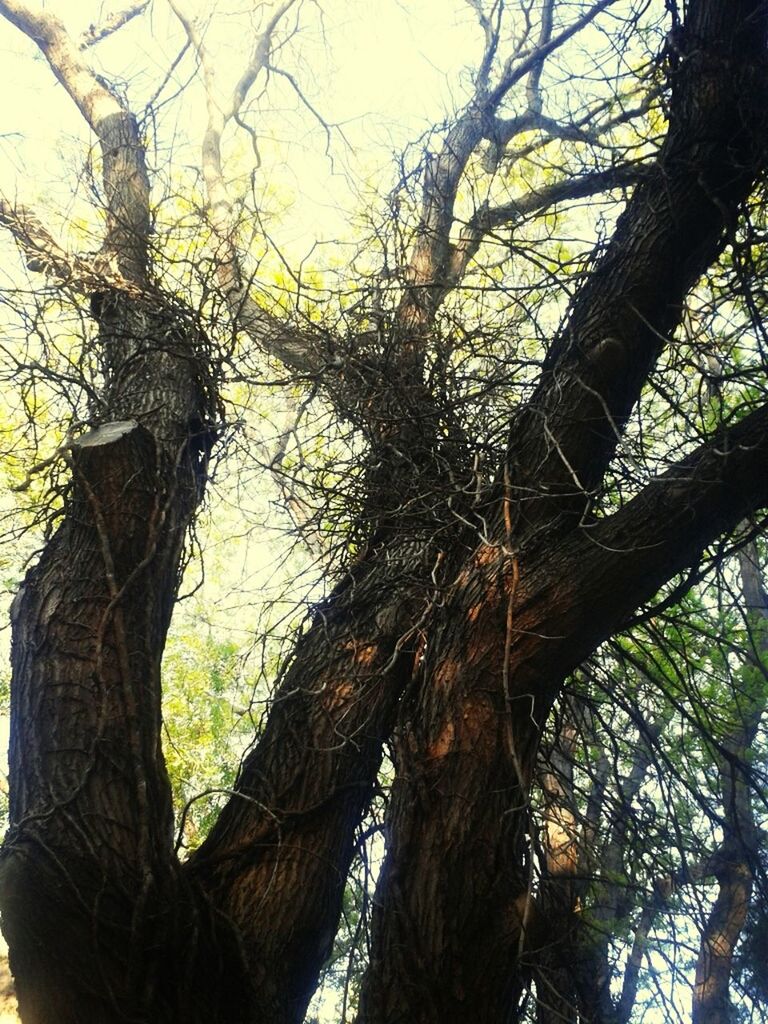 tree, branch, tree trunk, low angle view, nature, growth, tranquility, forest, bare tree, sky, day, outdoors, beauty in nature, wood - material, bark, no people, woodland, sunlight, clear sky, tranquil scene