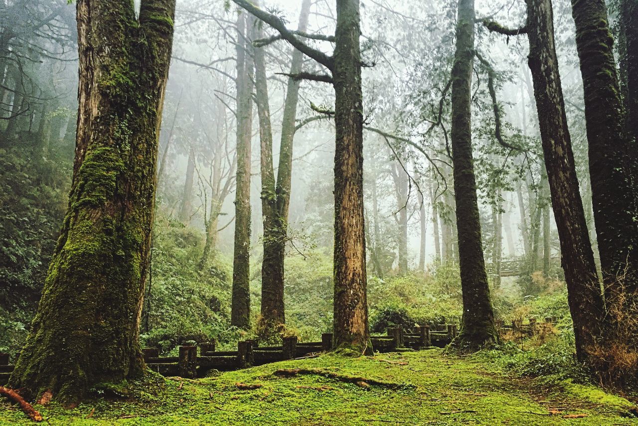 tree, tree trunk, tranquility, growth, tranquil scene, green color, forest, nature, woodland, beauty in nature, branch, grass, scenics, landscape, non-urban scene, day, field, idyllic, outdoors, lush foliage