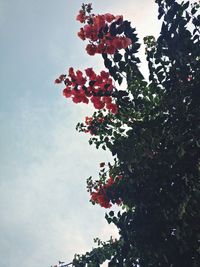 Low angle view of tree against sky