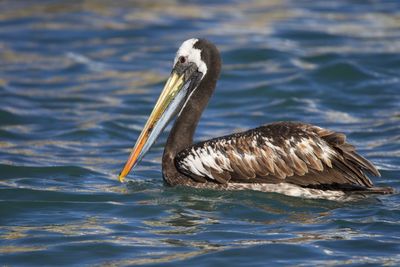 Bird swimming in sea... lonely pelican