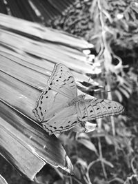 Close-up of butterfly on flower