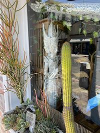 Potted plants hanging from window