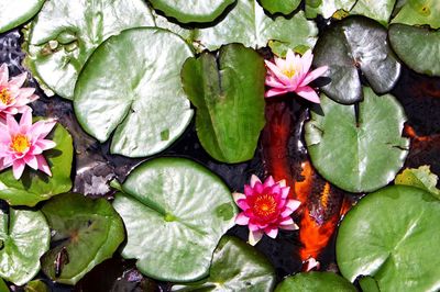 High angle view of pink lotus flowers in pond