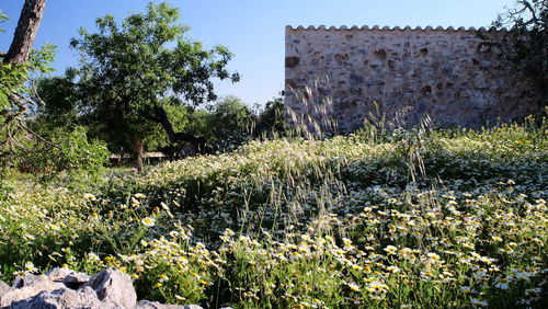 Plants against sky