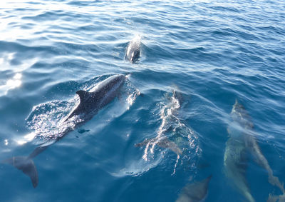 Define accompany a tour boat in the maldives