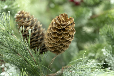 Close-up of pine cone on plant
