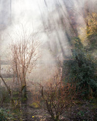 Bare trees in forest during foggy weather