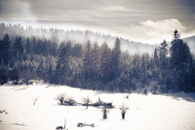 Pine trees on snow covered land against sky