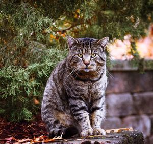 Portrait of tabby cat