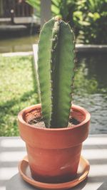 Close-up of succulent plant