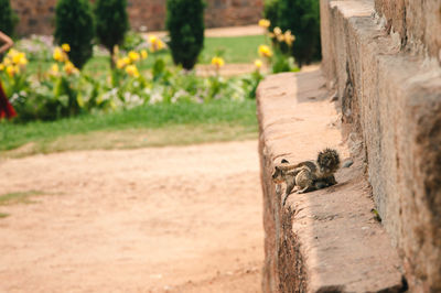 Close-up of lizard on tree