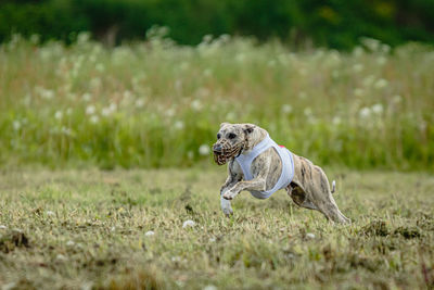 Whippet dog in white shirt running and chasing lure in the field on coursing competition