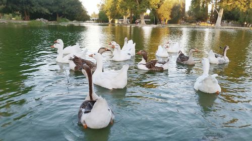 Reflection of birds in water