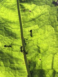 Close-up of ant on leaves