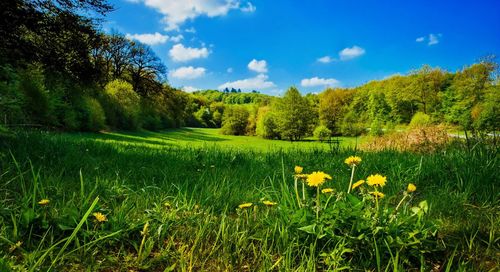 Scenic view of grassy field against sky