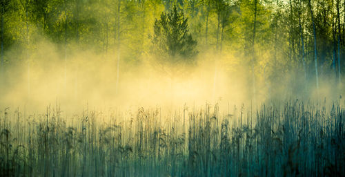 A beautiful spring sunrise mist over the flooded wetlands. warm spring scenery of swamp with grass.